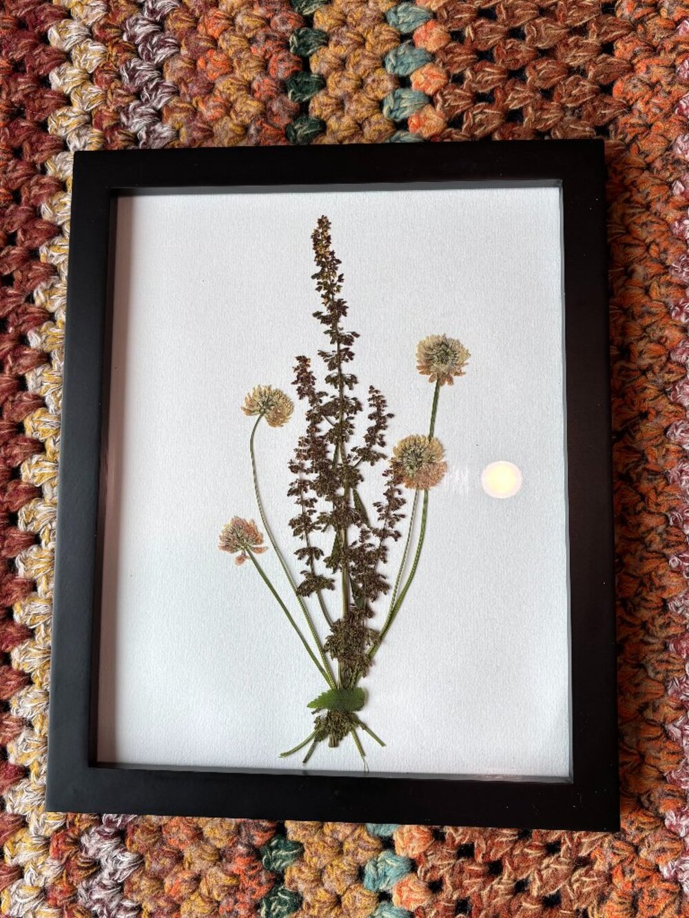 Framed Pressed Plants